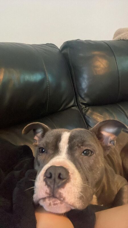 Staffordshire Bull Terrier puppies for sale in County Antrim – 3 years old
