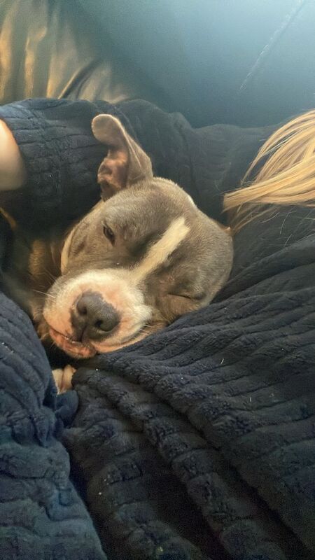Staffordshire Bull Terrier puppies for sale in County Antrim – 3 years old - Image 2 of 3