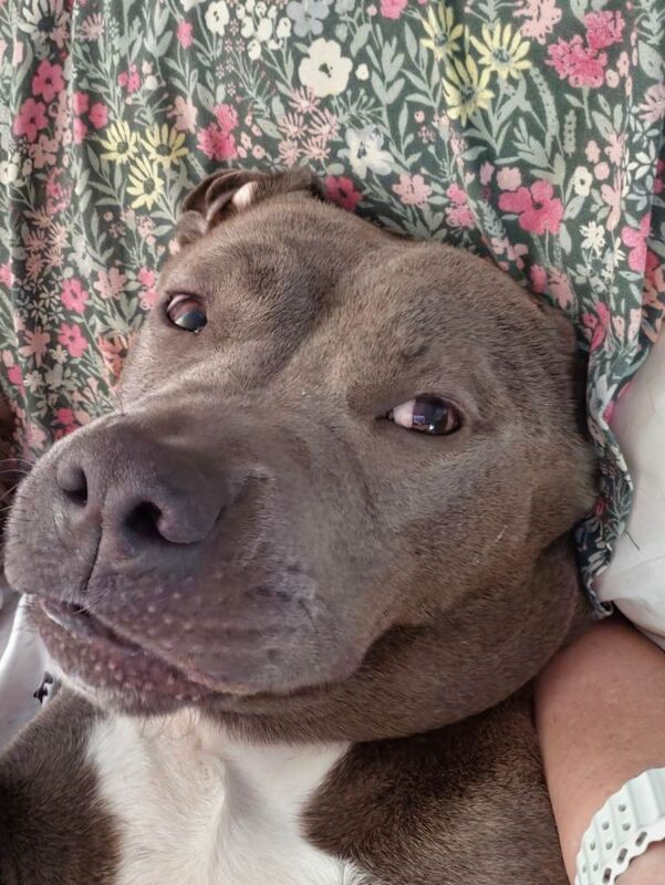 3 year old staffie x bitch