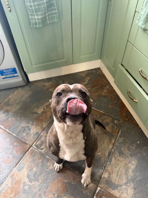Staffordshire Bull Terrier puppies for sale in Portadown, County Armagh – 3 years old