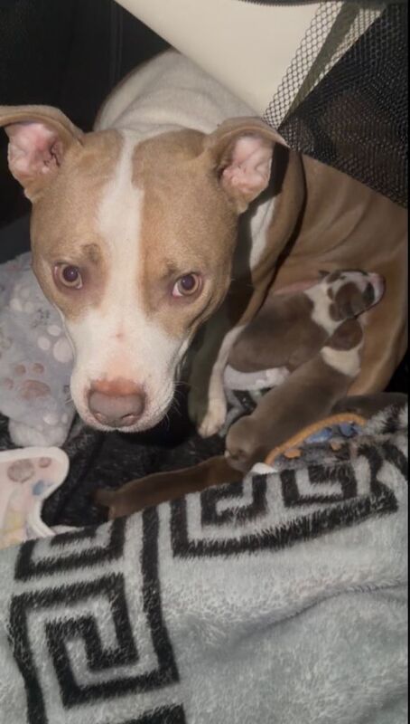 4 beautfiul staffordshire bull terrier