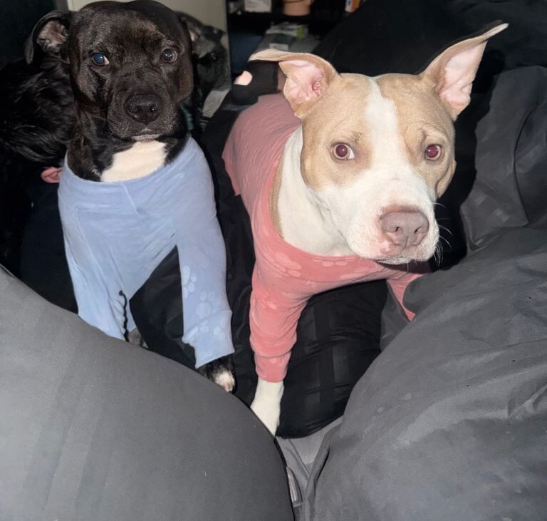 4 beautfiul staffordshire bull terrier - Image 2 of 5