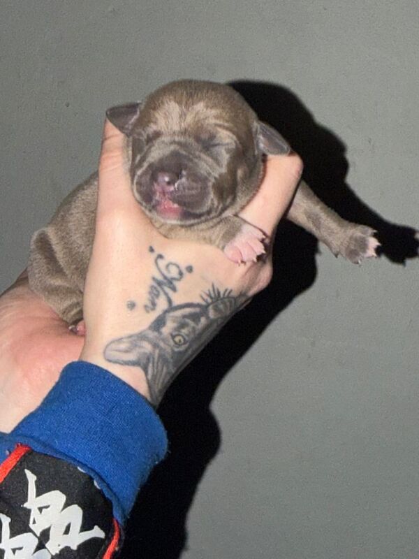 4 beautfiul staffordshire bull terrier - Image 3 of 5