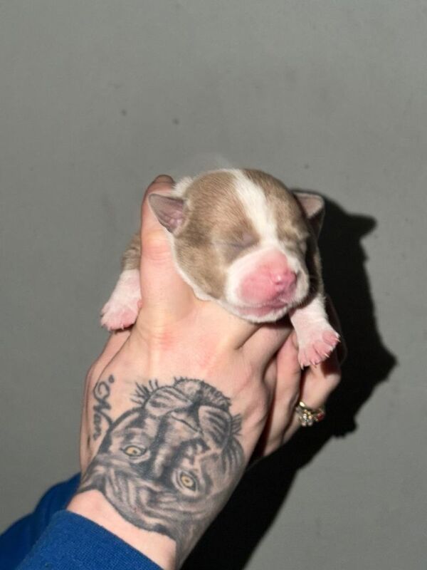 4 beautfiul staffordshire bull terrier - Image 4 of 5