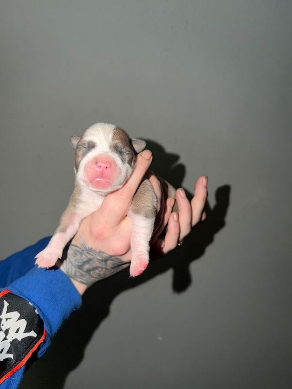4 beautfiul staffordshire bull terrier - Image 5 of 5