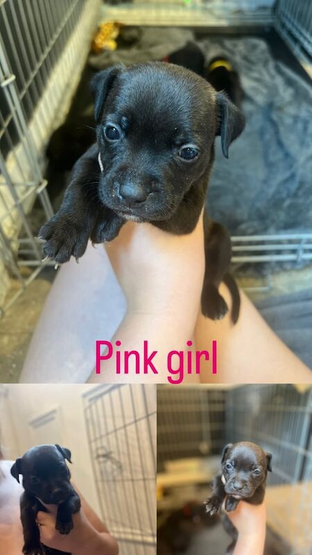 Staffordshire Bull Terrier puppies for sale in Huddersfield, West Yorkshire – 4 weeks old