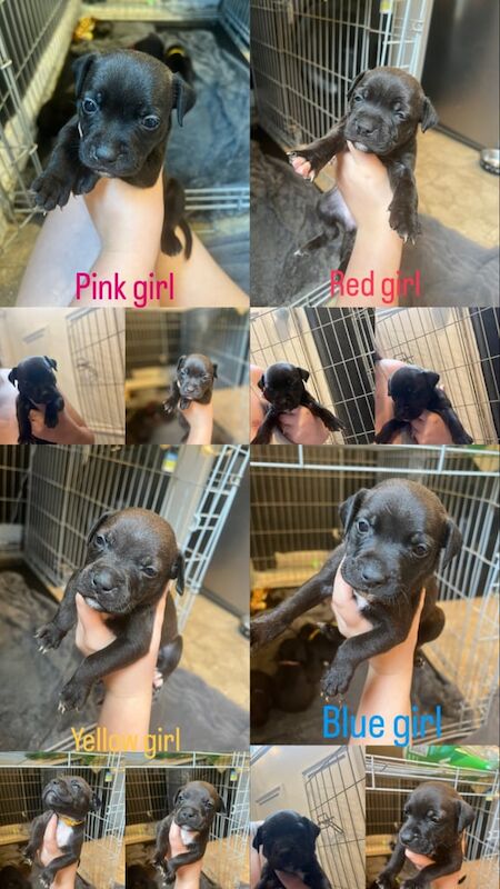 Staffordshire Bull Terrier puppies for sale in Huddersfield, West Yorkshire – 4 weeks old - Image 2 of 3
