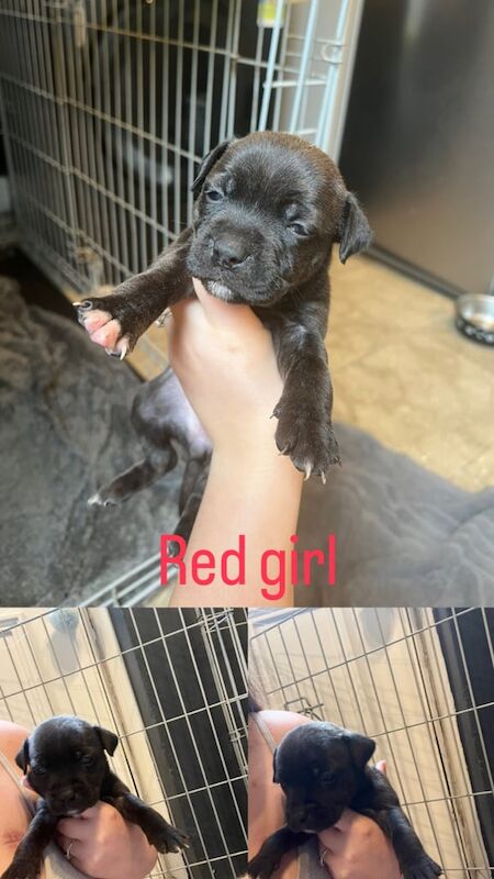 Staffordshire Bull Terrier puppies for sale in Huddersfield, West Yorkshire – 4 weeks old - Image 3 of 3