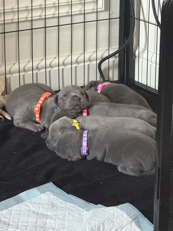 3 beautiful staffy puppies looking for there forever homes for sale in Portishead, Somerset
