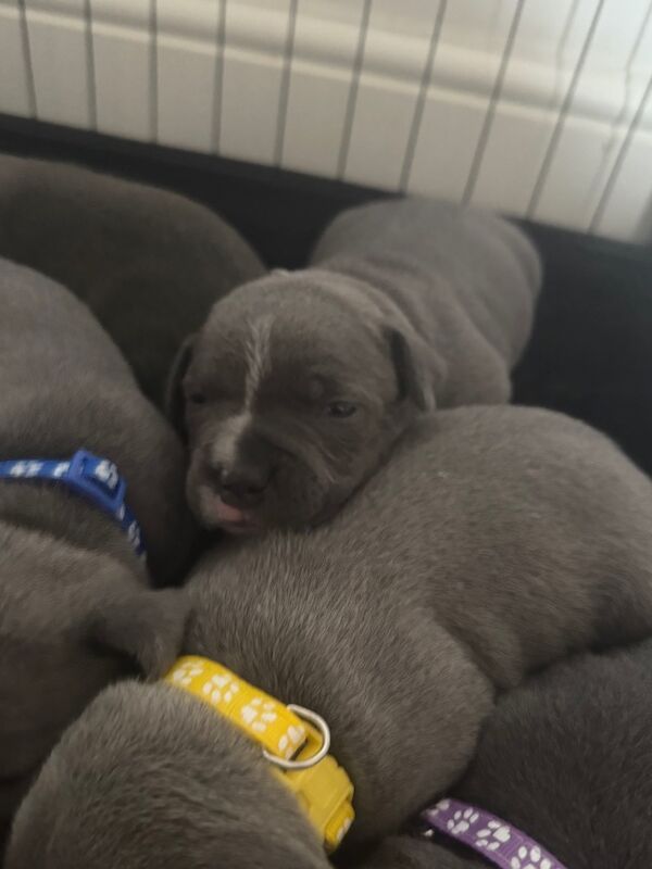 3 beautiful staffy puppies looking for there forever homes for sale in Portishead, Somerset - Image 2