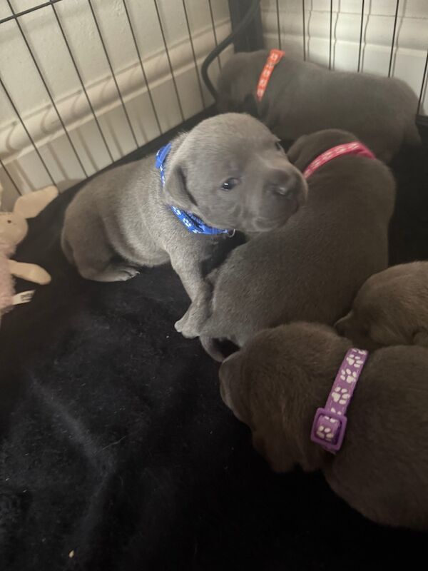 3 beautiful staffy puppies looking for there forever homes for sale in Portishead, Somerset - Image 3