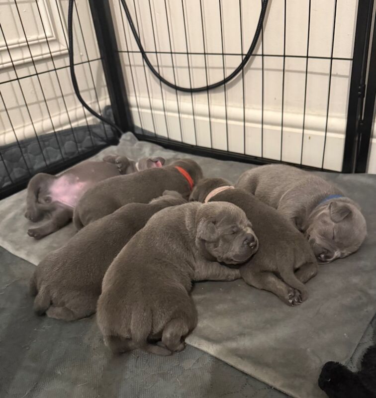 3 beautiful staffy puppies looking for there forever homes for sale in Portishead, Somerset - Image 4