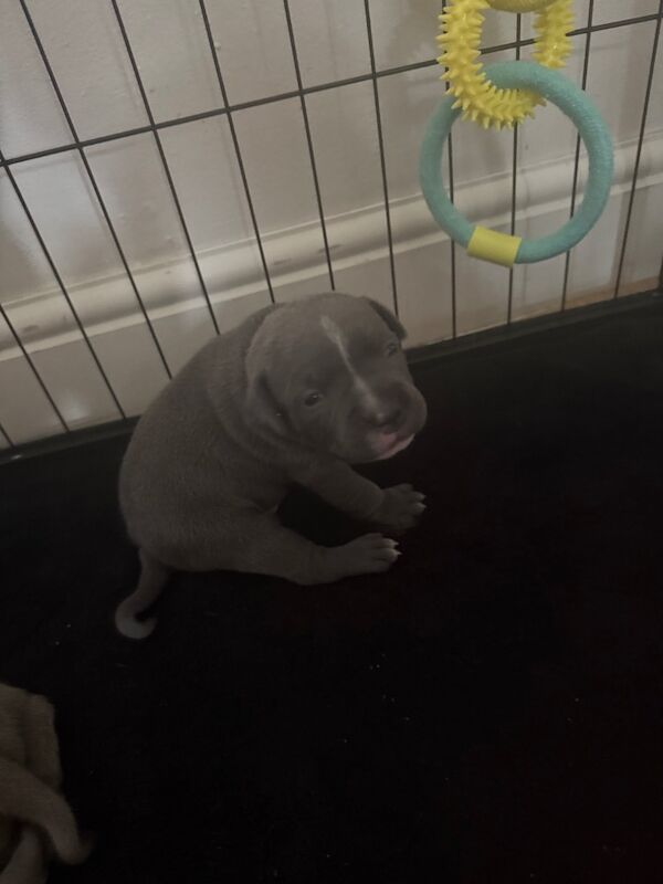 Staffordshire Bull Terrier puppies for sale in Portishead, Somerset – KC registered, 7 months old - Image 2 of 12