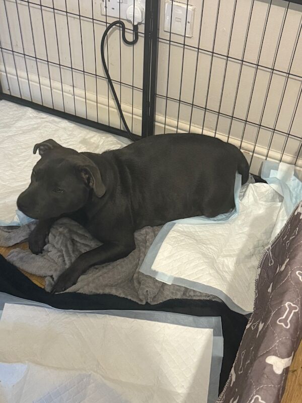 Staffordshire Bull Terrier puppies for sale in Portishead, Somerset – KC registered, 7 months old - Image 3 of 12