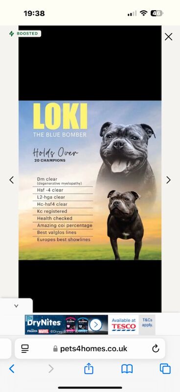 3 beautiful staffy puppies looking for there forever homes for sale in Portishead, Somerset - Image 7