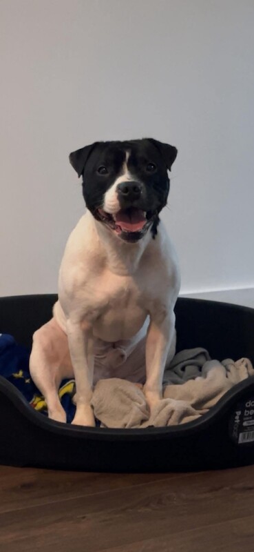 Staffordshire Bull Terrier Puppies For Sale Under £1,000