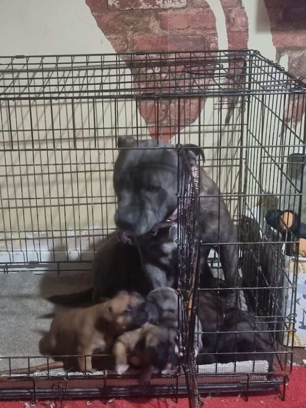 Staffie Puppies For Sale