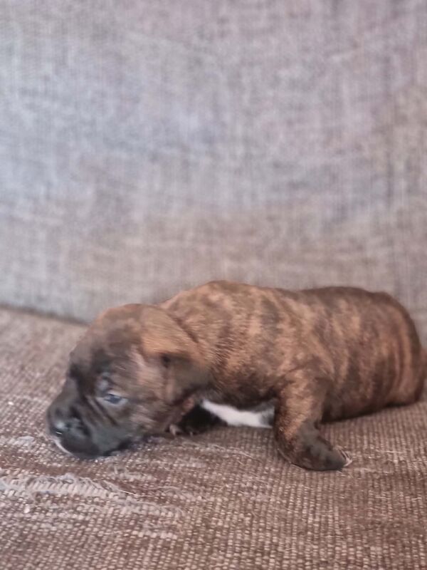 5 beautiful staffie puppies for sale - Image 2 of 6