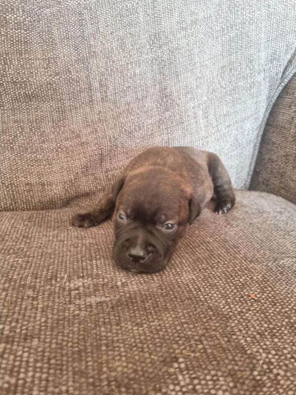 5 beautiful staffie puppies for sale - Image 3 of 6