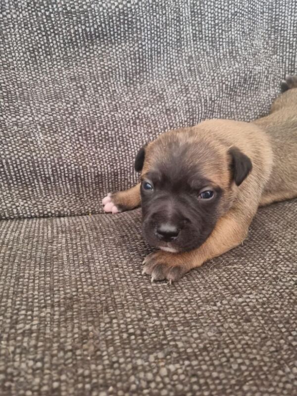 5 beautiful staffie puppies for sale - Image 4 of 6