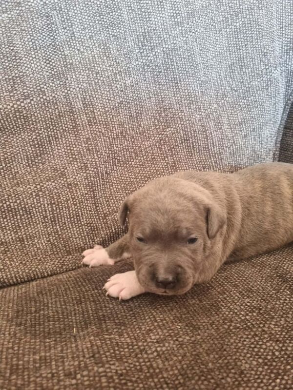 5 beautiful staffie puppies for sale - Image 5 of 6