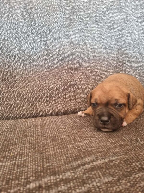 5 beautiful staffie puppies for sale - Image 6 of 6