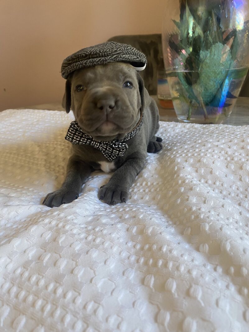 Staffordshire Bull Terrier puppies for sale in Northamptonshire – KC registered, 4 months old