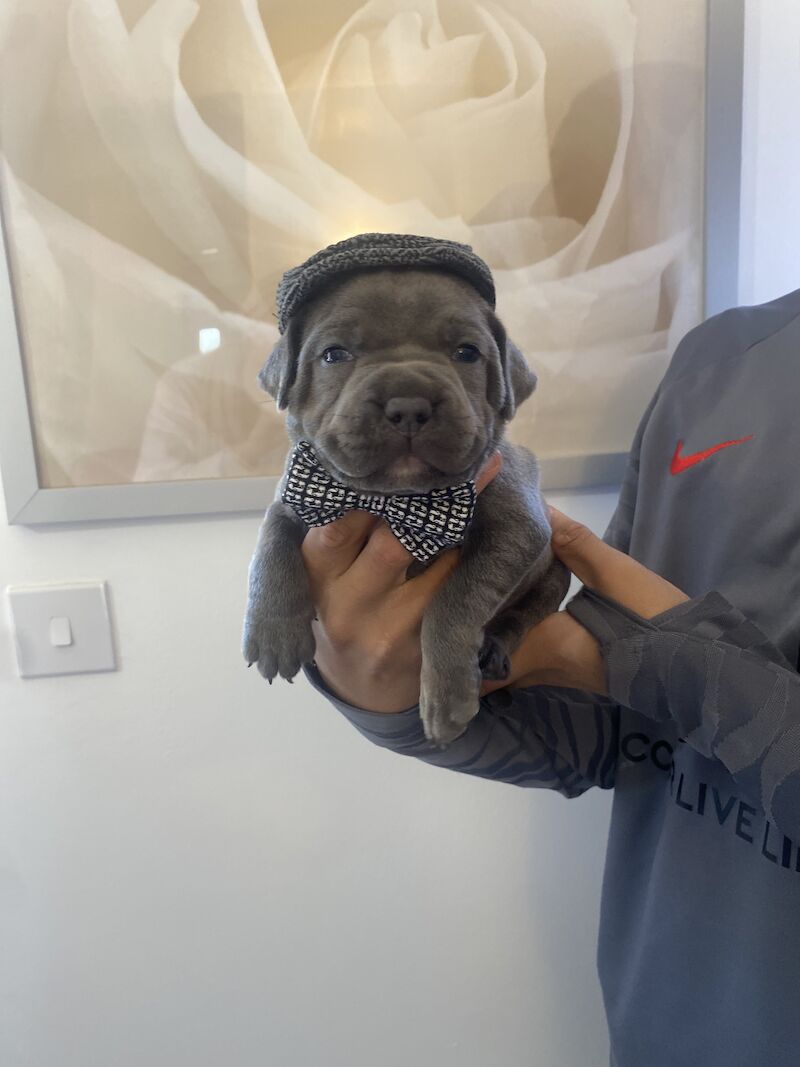 5 GENERATION PEDIGREE BLUE STAFF's for sale in Northamptonshire | Image 2