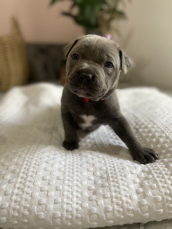 5 GENERATION PEDIGREE BLUE STAFF's for sale in Northamptonshire | Image 4