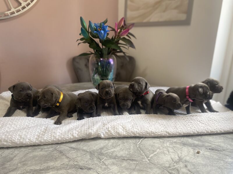 Staffordshire Bull Terrier puppies for sale in Northamptonshire – KC registered, 3 months old - Image 5 of 15