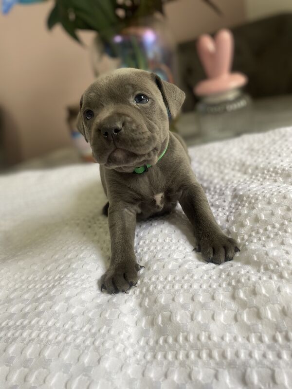 Staffordshire Bull Terrier puppies for sale in Northamptonshire – KC registered, 3 months old - Image 6 of 15