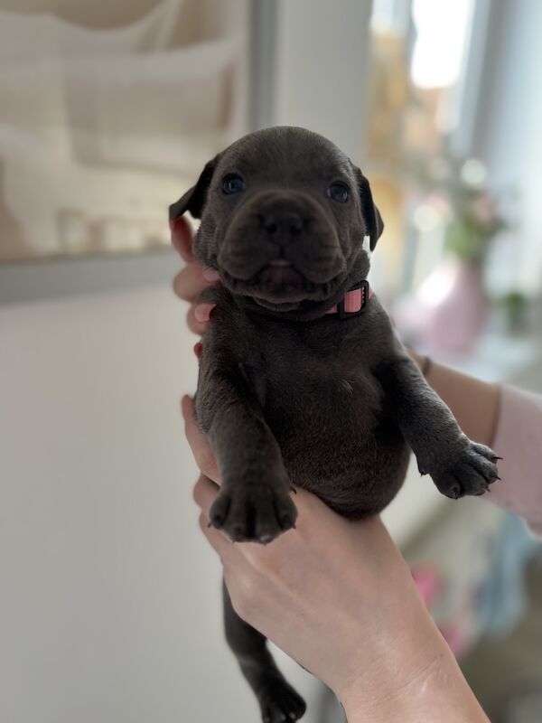 Staffordshire Bull Terrier puppies for sale in Northamptonshire – KC registered, 3 months old - Image 7 of 15