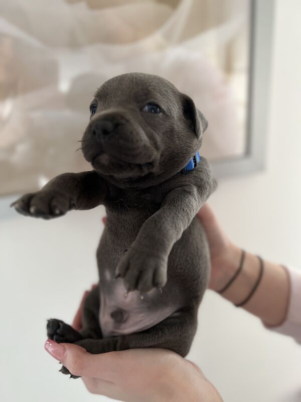 Staffordshire Bull Terrier puppies for sale in Northamptonshire – KC registered, 3 months old - Image 8 of 15