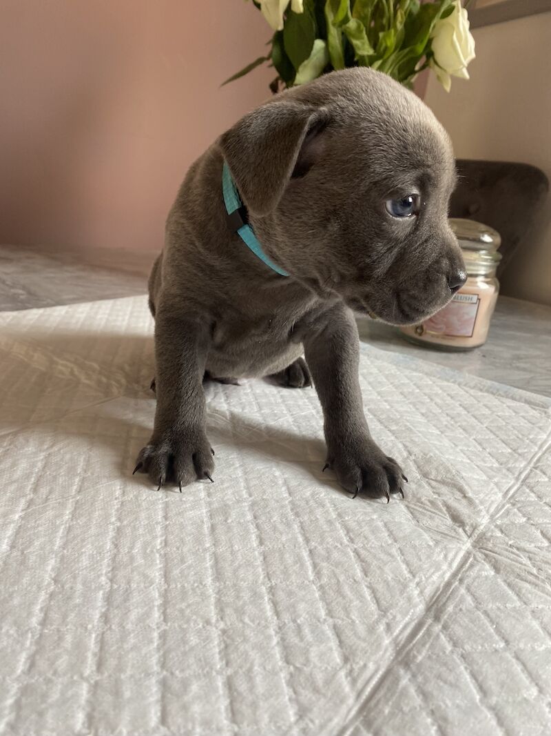 Staffordshire Bull Terrier puppies for sale in Northamptonshire – KC registered, 3 months old - Image 9 of 15