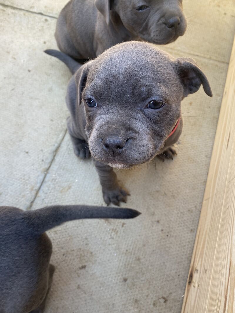 Staffordshire Bull Terrier puppies for sale in Northamptonshire – KC registered, 3 months old - Image 10 of 15