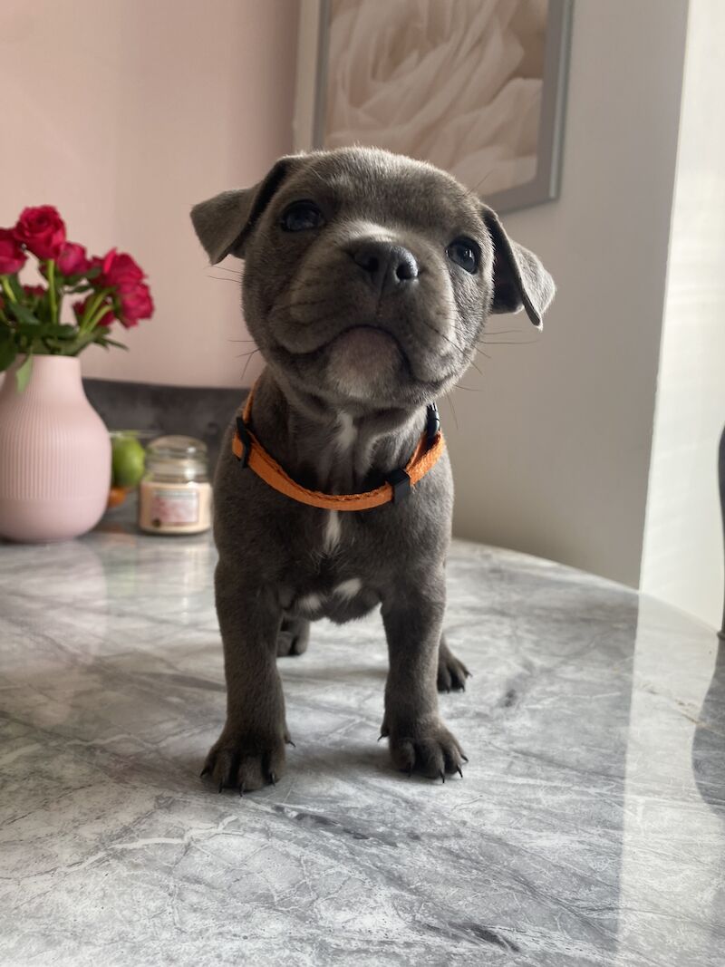 Staffordshire Bull Terrier puppies for sale in Northamptonshire – KC registered, 3 months old - Image 11 of 15