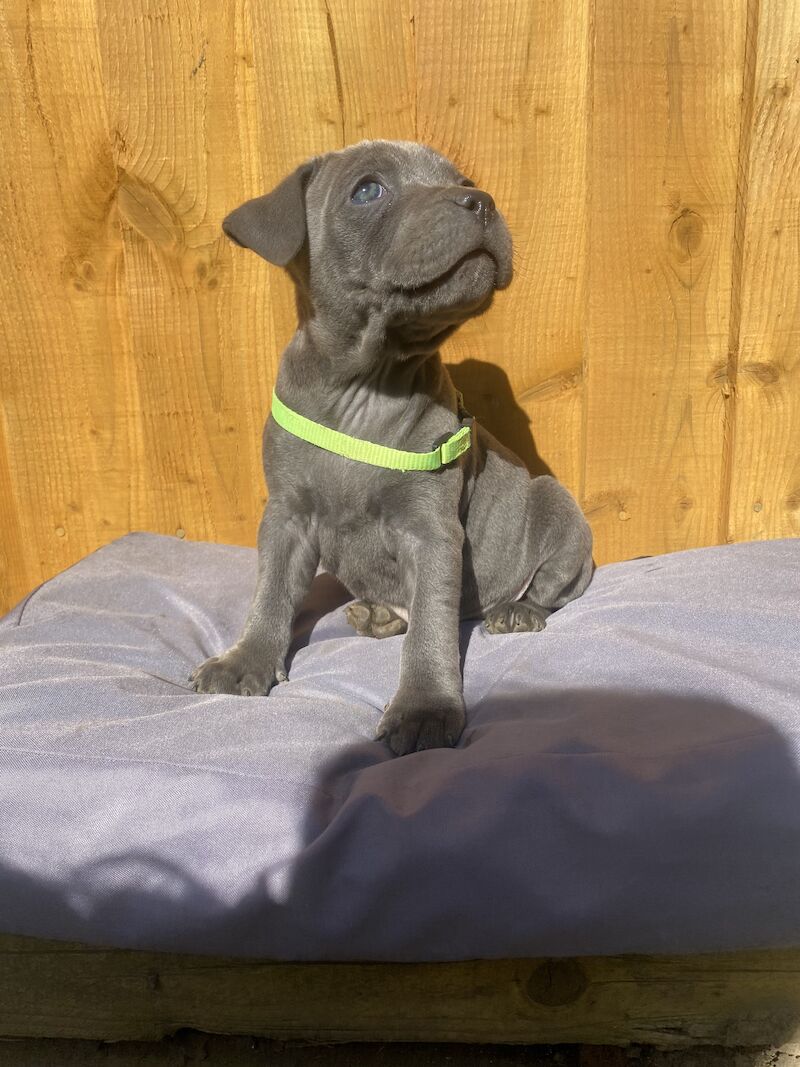 Staffordshire Bull Terrier puppies for sale in Northamptonshire – KC registered, 3 months old - Image 12 of 15
