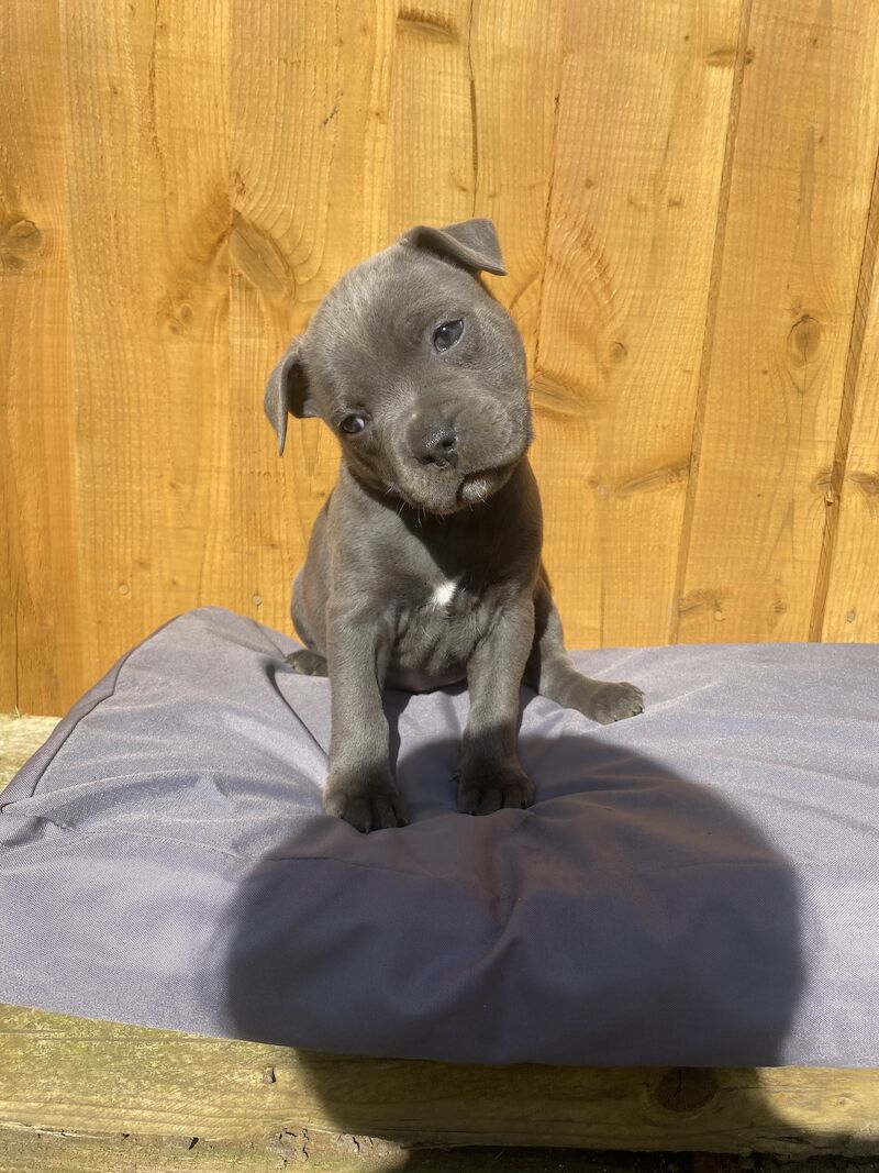 Staffordshire Bull Terrier puppies for sale in Northamptonshire – KC registered, 3 months old - Image 13 of 15