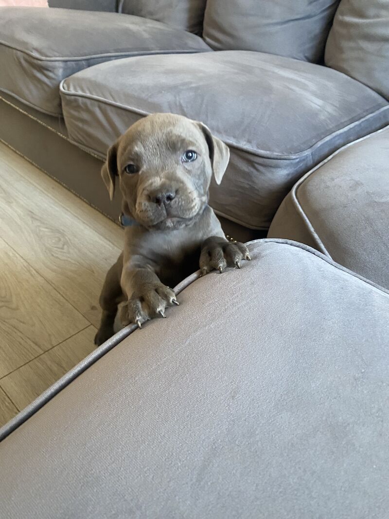 Staffordshire Bull Terrier puppies for sale in Northamptonshire – KC registered, 3 months old - Image 14 of 15