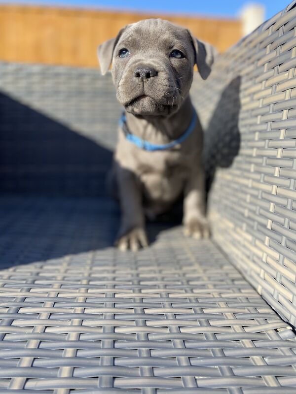 Staffordshire Bull Terrier puppies for sale in Northamptonshire – KC registered, 3 months old - Image 15 of 15