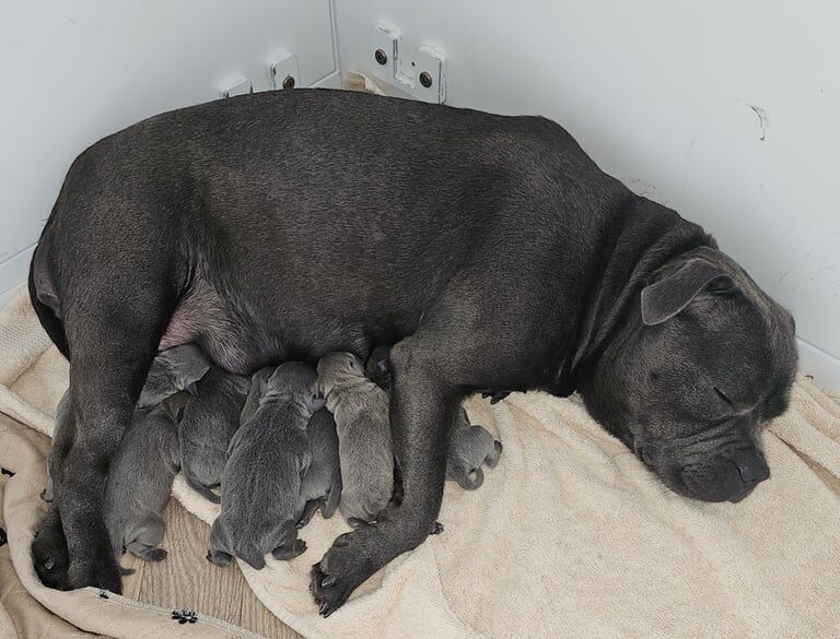 5* KC REGISTERED BLUE STAFFORDSHIRE BULL TERRIER PUPPIES for sale in Failsworth, Greater Manchester