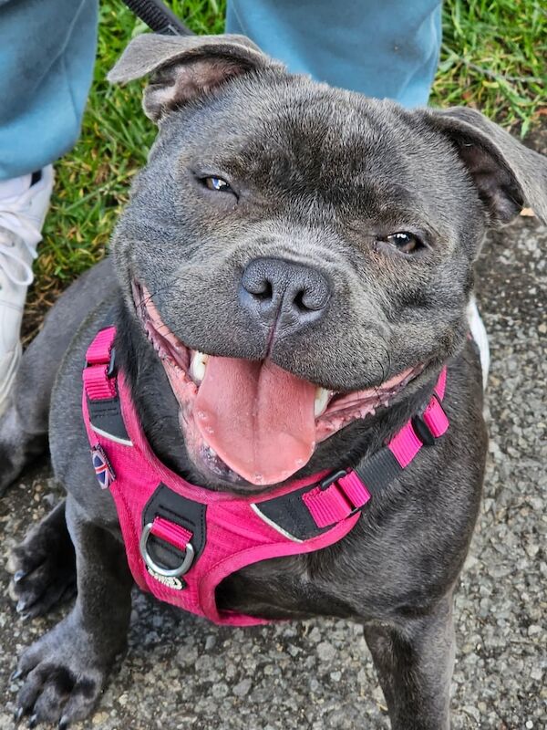 5* KC REGISTERED BLUE STAFFORDSHIRE BULL TERRIER PUPPIES for sale in Failsworth, Greater Manchester | Image 2