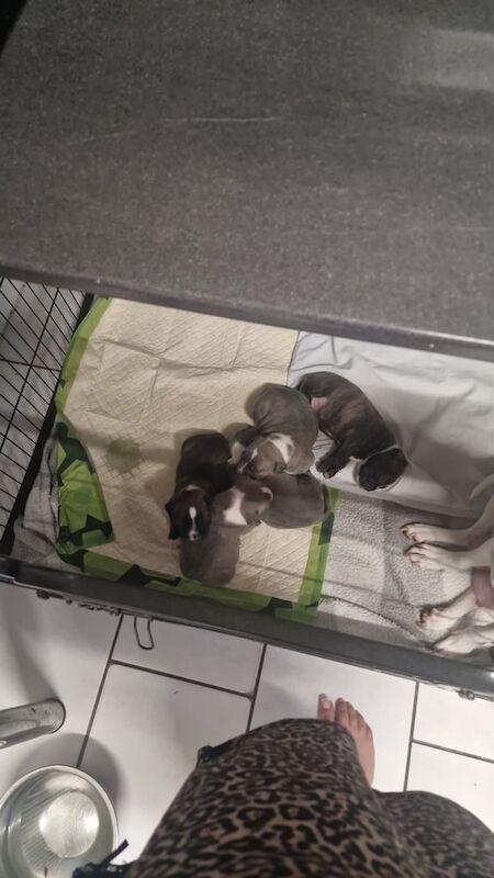 Staffordshire Bull Terrier puppies for sale in Sandwell, West Midlands – 9 weeks old - Image 2 of 5