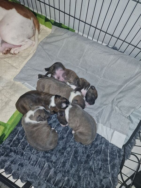 Staffordshire Bull Terrier puppies for sale in Sandwell, West Midlands – 9 weeks old - Image 3 of 5