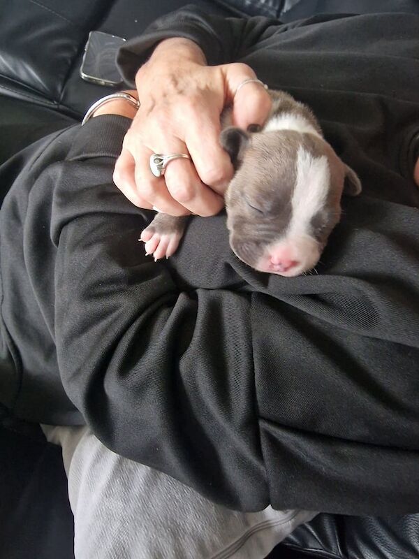 Staffordshire Bull Terrier puppies for sale in Sandwell, West Midlands – 9 weeks old - Image 4 of 5
