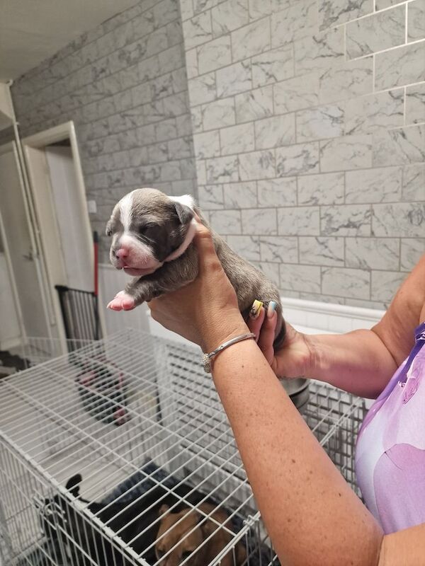 Staffordshire Bull Terrier puppies for sale in Sandwell, West Midlands – 9 weeks old - Image 5 of 5