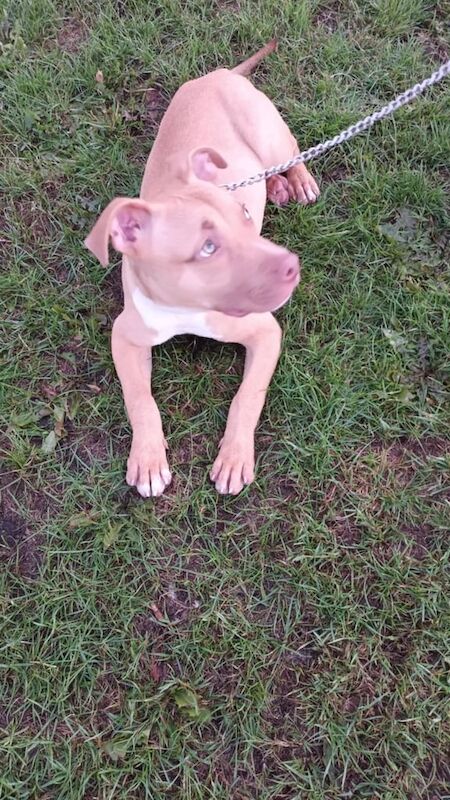 Staffordshire Bull Terrier puppies for sale in Armley, West Yorkshire – 9 weeks old