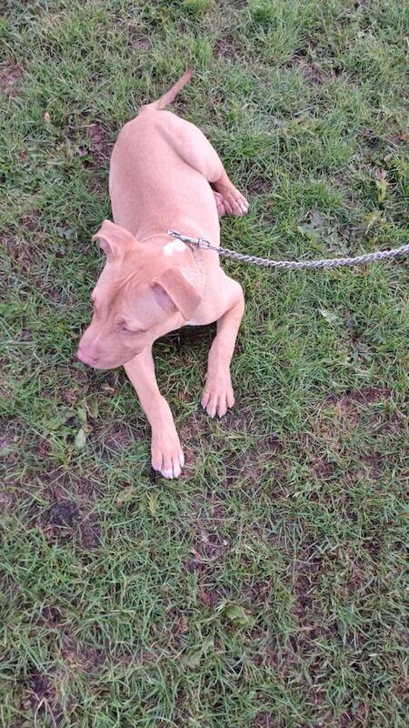 Staffordshire Bull Terrier puppies for sale in Armley, West Yorkshire – 9 weeks old - Image 2 of 3