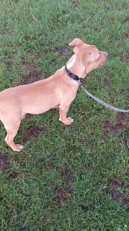Staffordshire Bull Terrier puppies for sale in Armley, West Yorkshire – 9 weeks old - Image 3 of 3