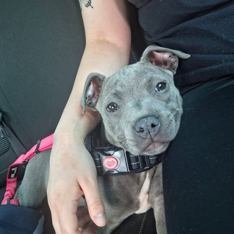 Staffordshire Bull Terrier puppies for sale in Ilkeston, Derbyshire – 4 months old